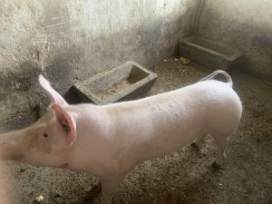 Bucureşti - Vanzare porci
