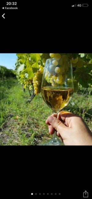 Focşani - Vand struguri de vin Feteasca Regala- Ceasla